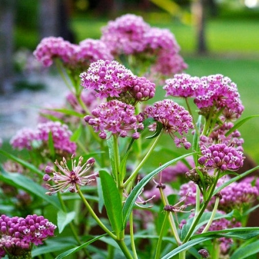 Carmine Swamp Milkweed