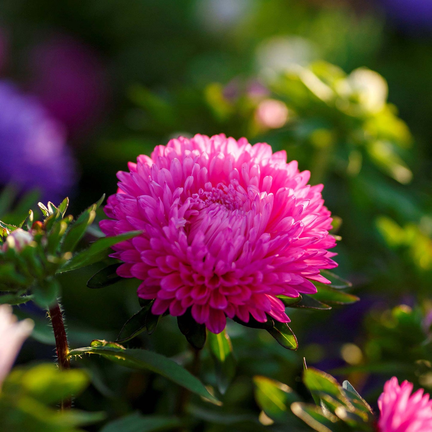 Colour Carpet Mix Aster