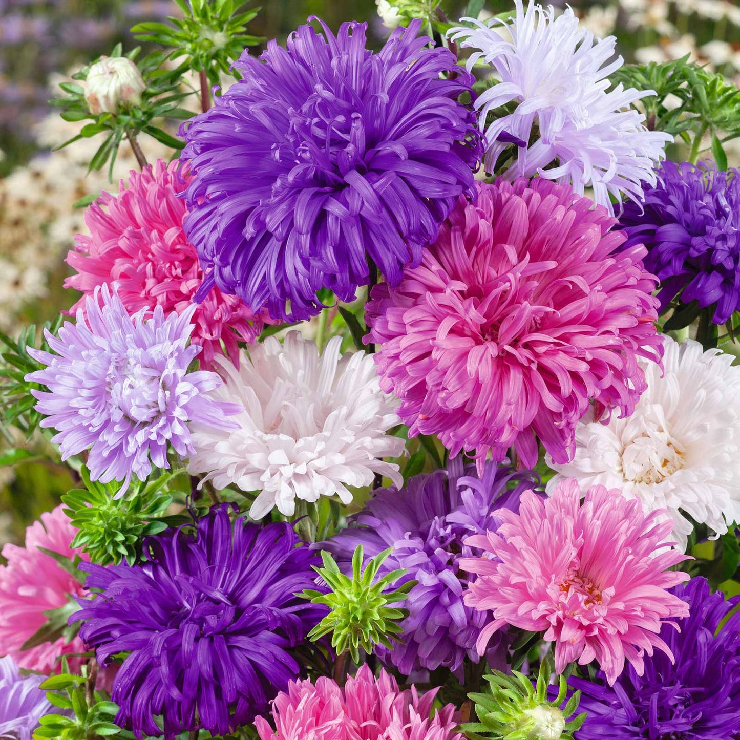 Ostrich Feather Mix Aster