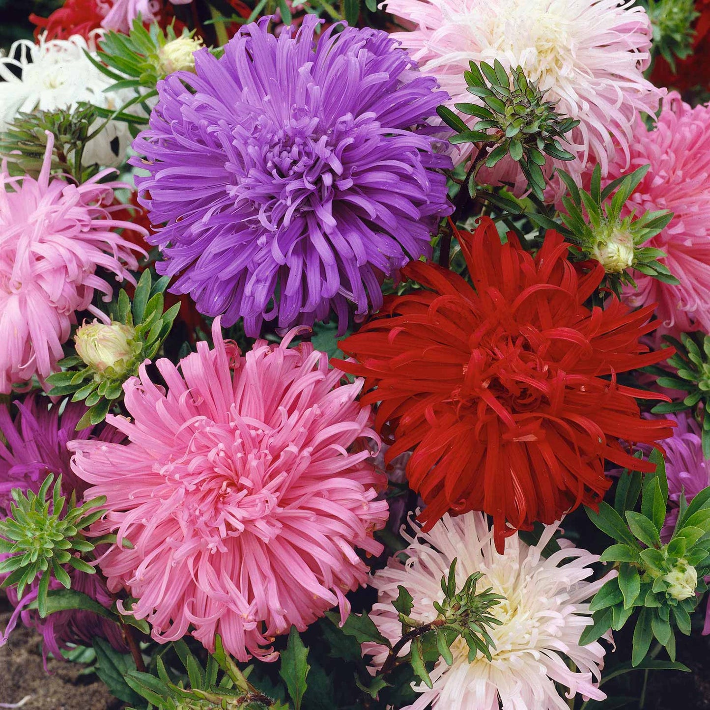 Ostrich Feather Mix Aster