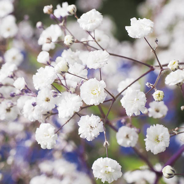 Snowflake Babys Breath