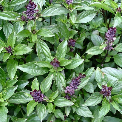 Cinnamon Basil