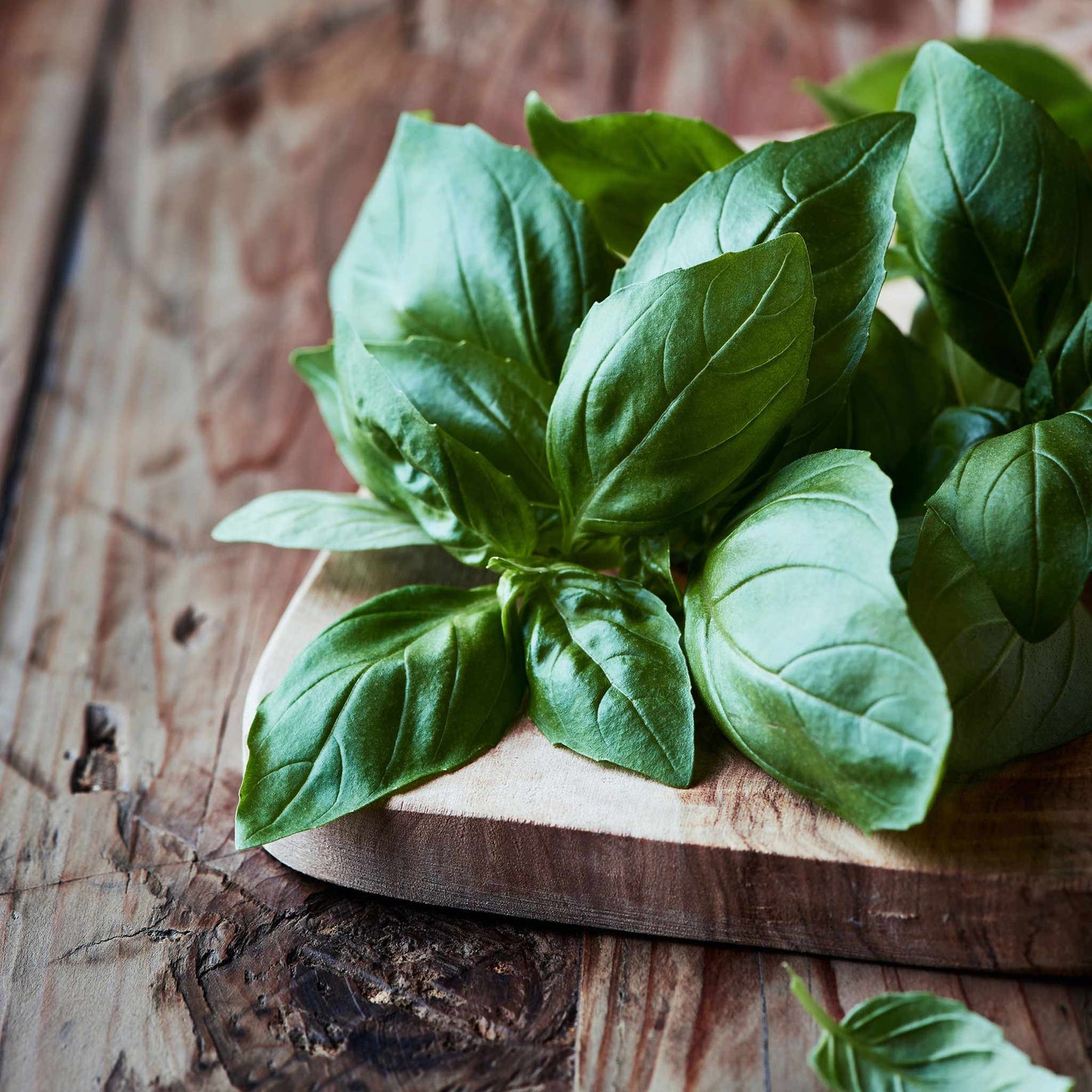 A cluster of fresh Italian Large Leaf basil leaves showing the large, broad leaves of this variety.