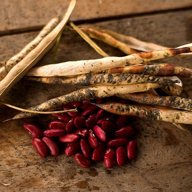 Dark Red Kidney Bean