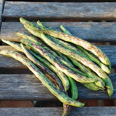 Rattlesnake Bean