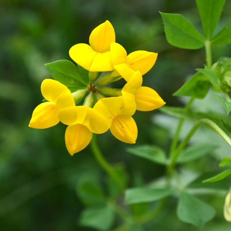 Birdsfoot Trefoil