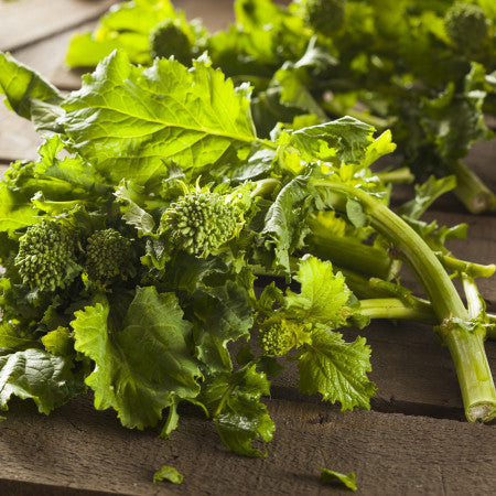 Spring Rapini Broccoli