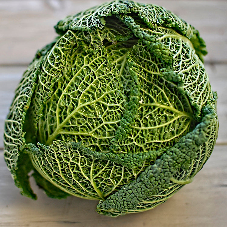 savoy cabbage