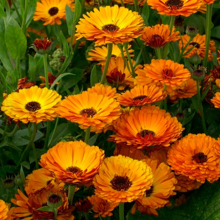 Indian Prince Calendula