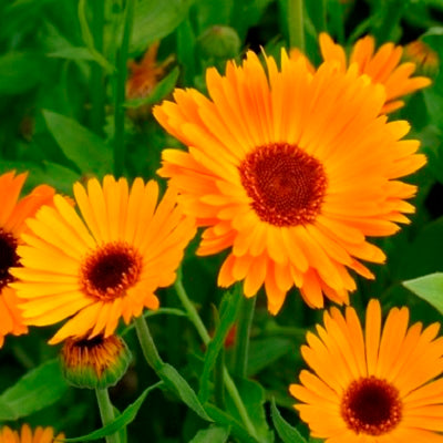 Nova Calendula