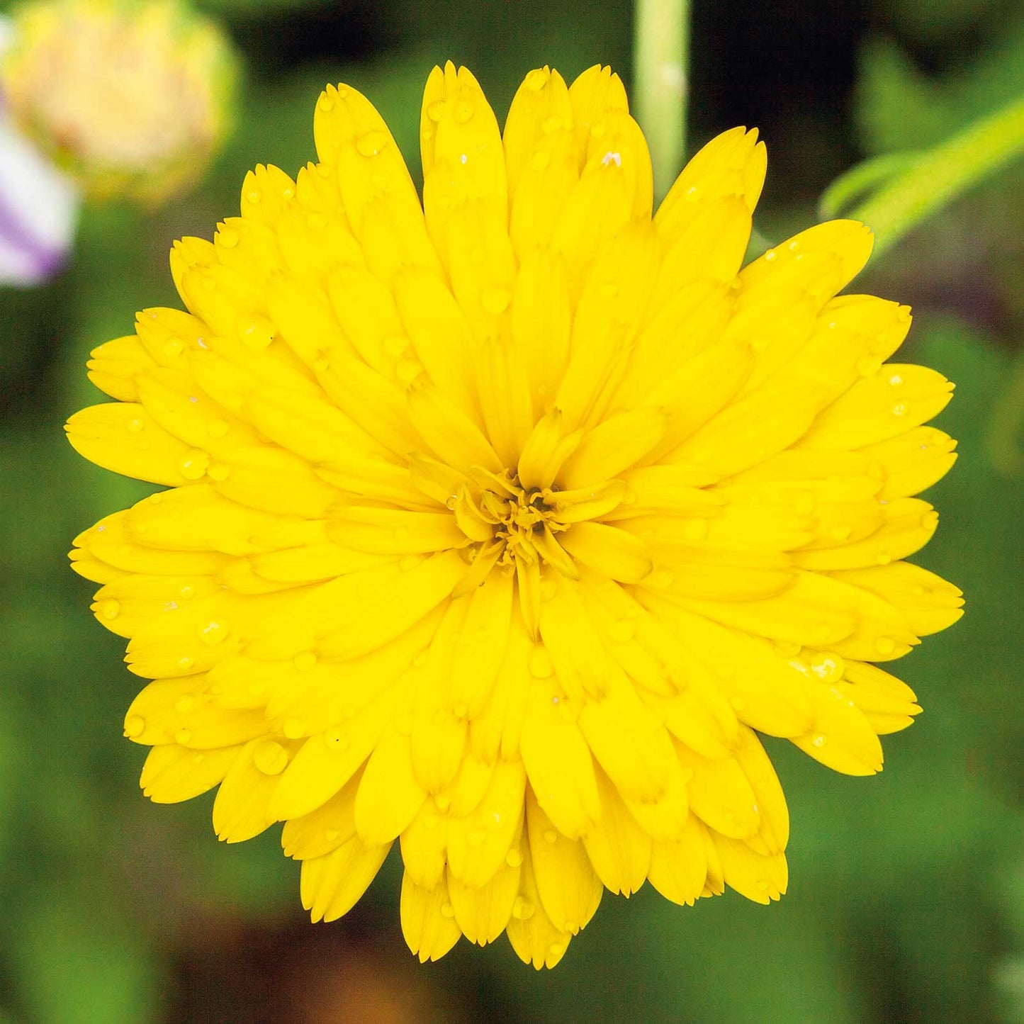 calendula pacific beauty yellow