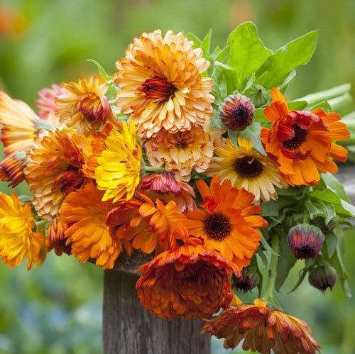 Sunset Mix Calendula