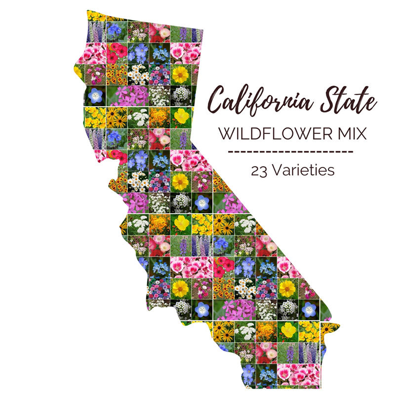 native wildflower seeds california Bulk Coastal California Wildflower Seed Mix
