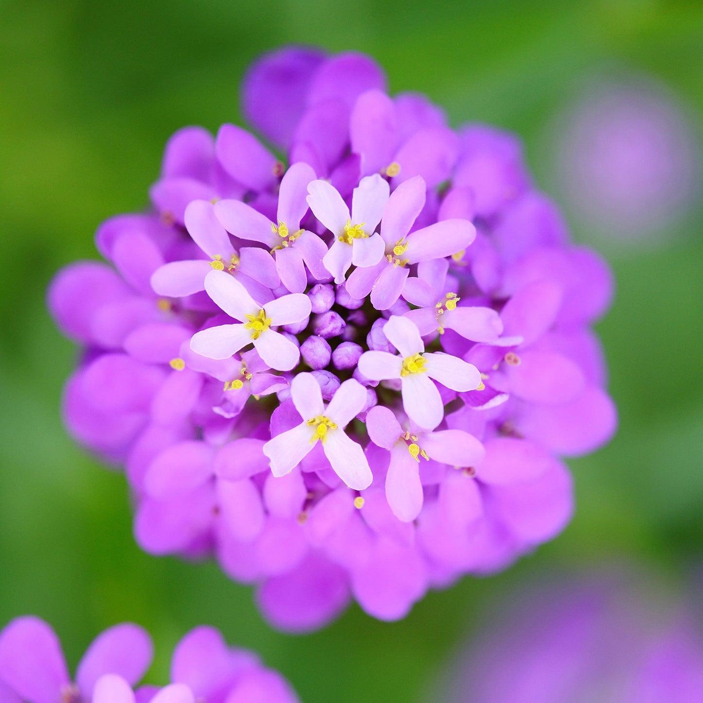 Rose Cardinal candytuft