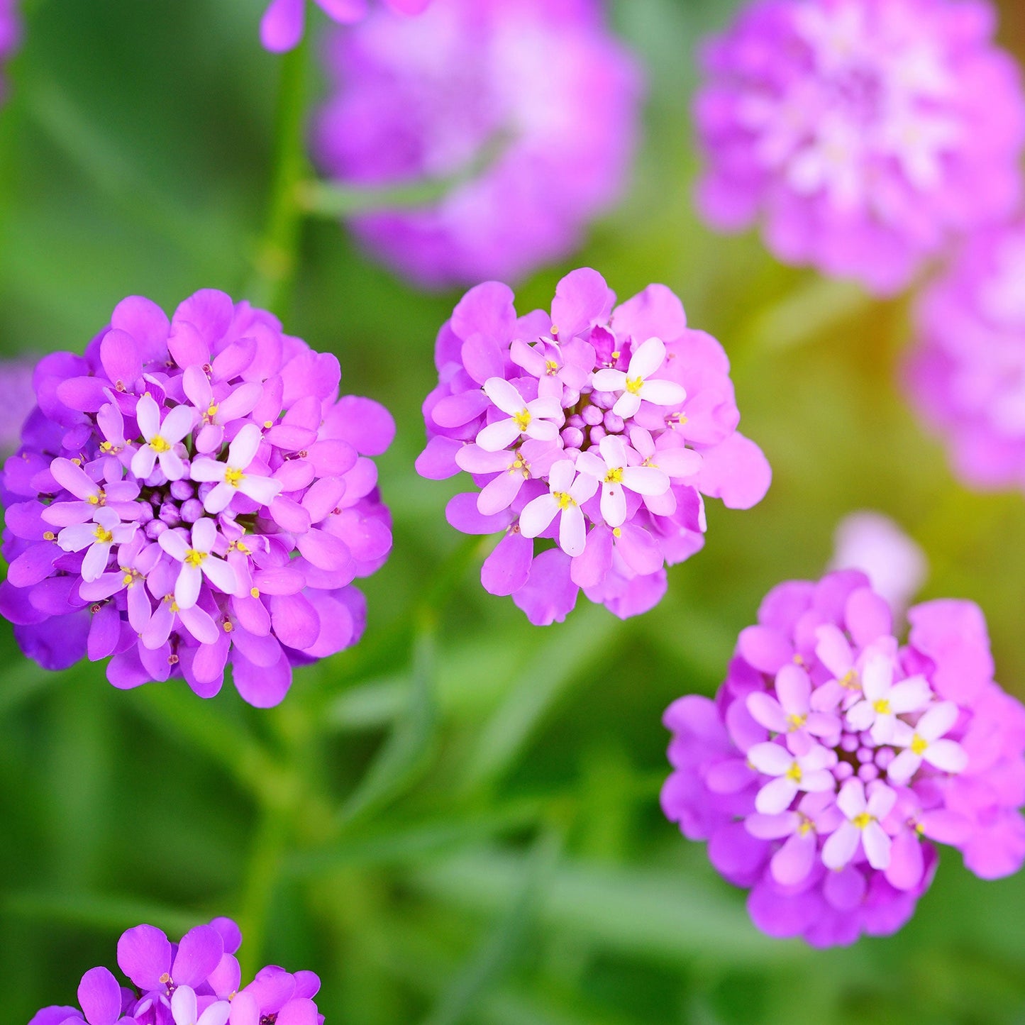 Rose Cardinal candytuft