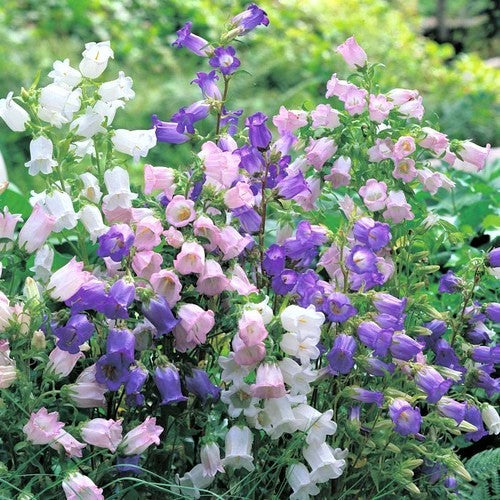 Canterbury Bells