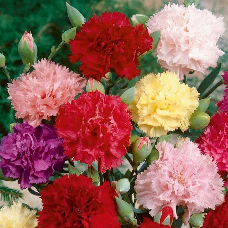 Chabaud Mix Carnation