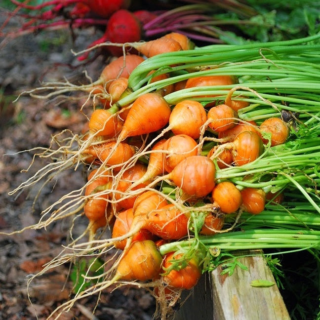 Thumbelina Carrot