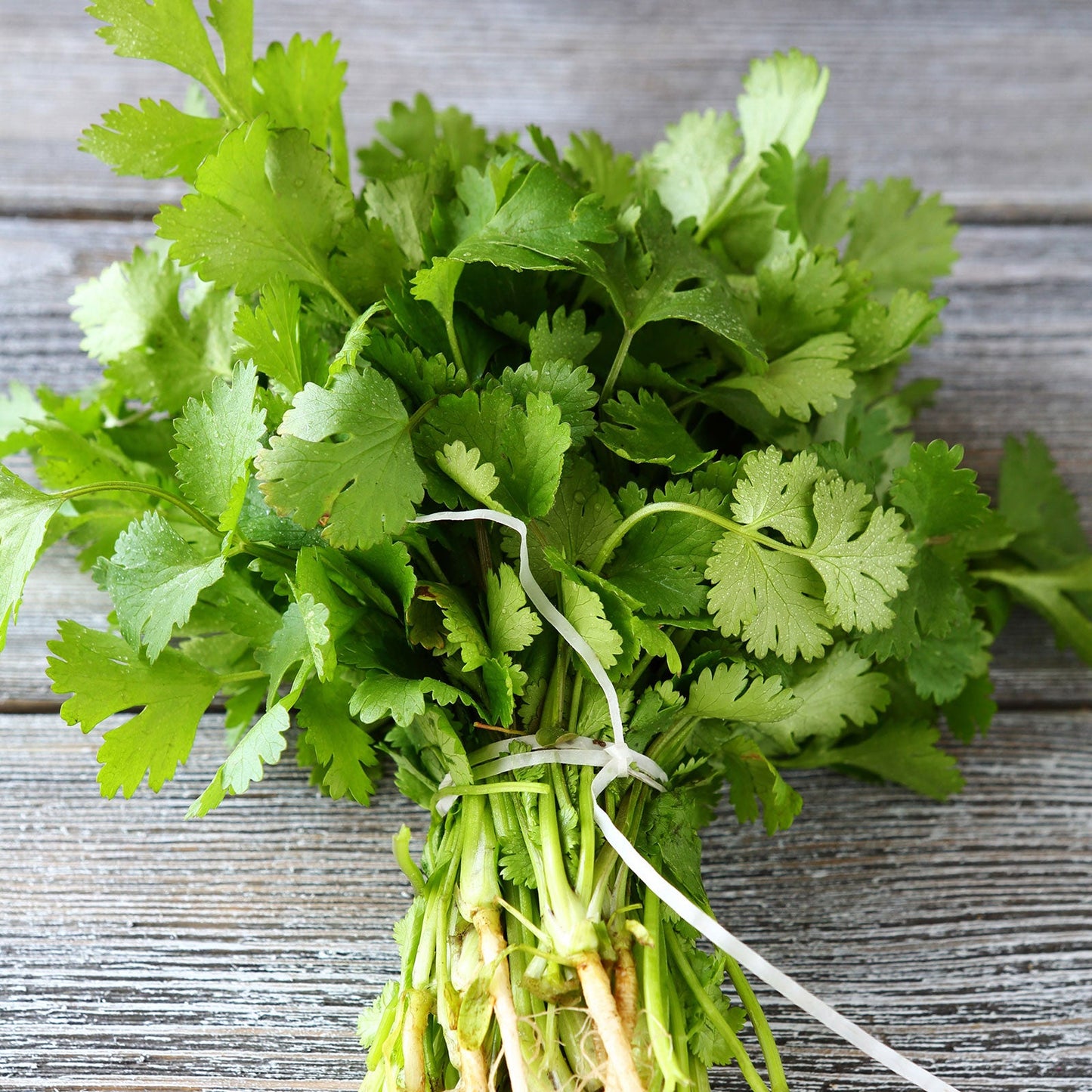 Cilantro