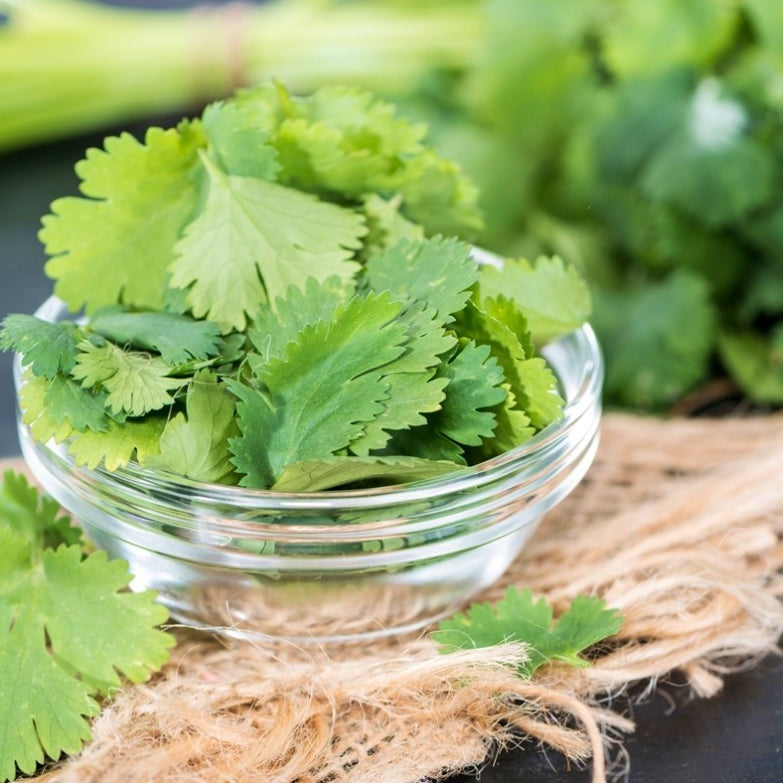Leisure Cilantro