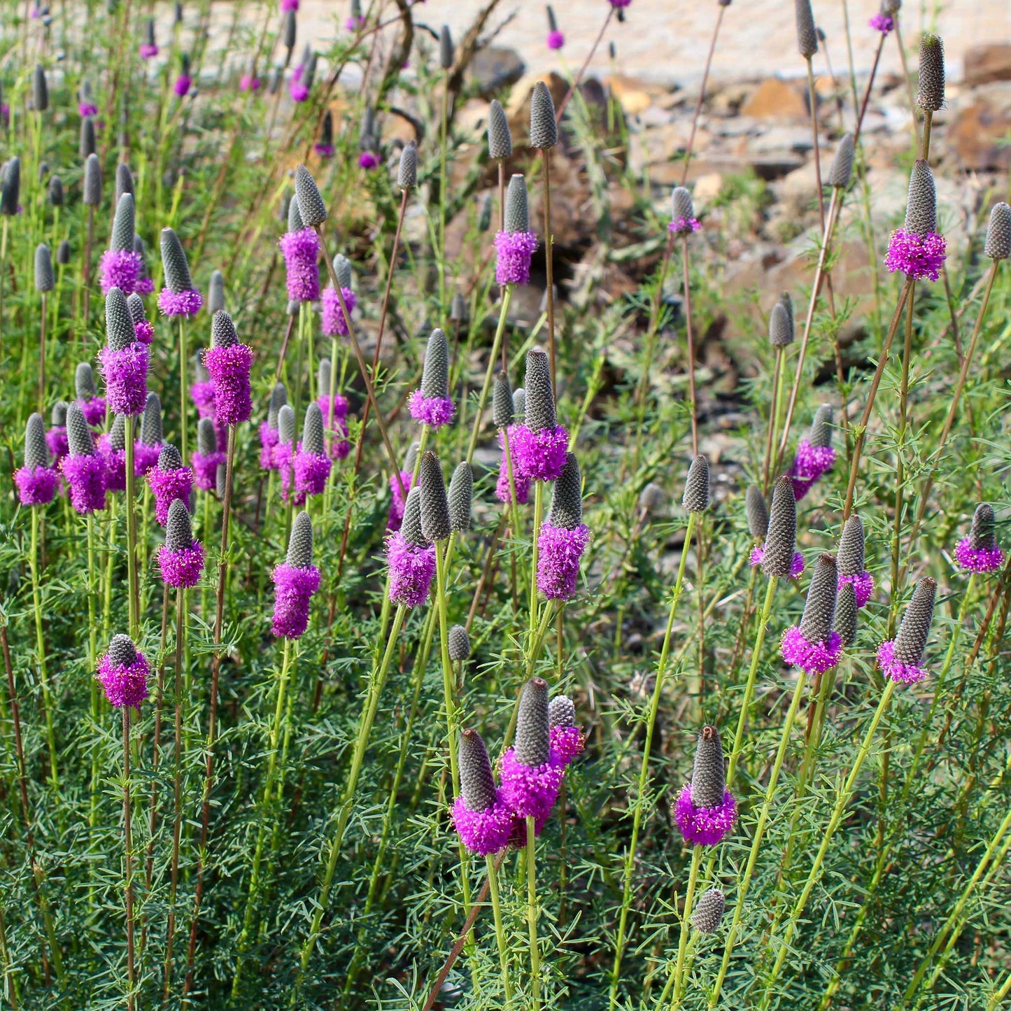 clover prairie