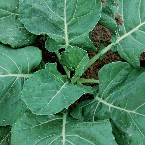 collard seed vates