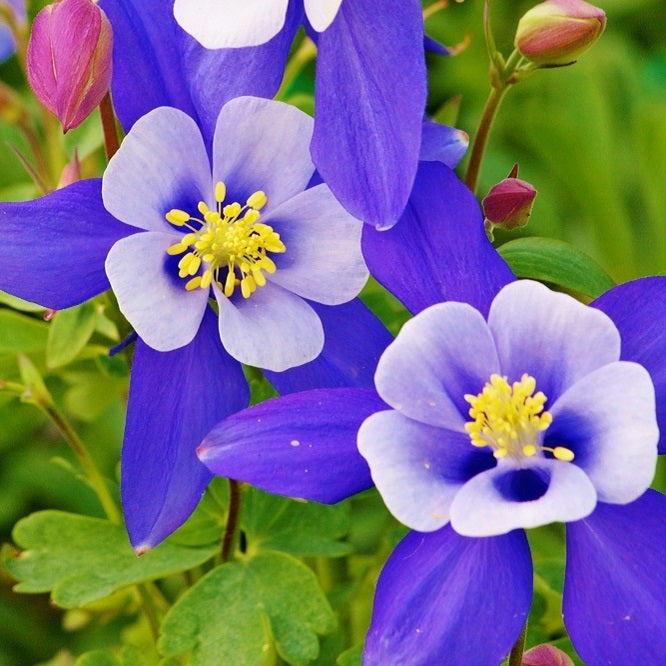 blue star columbine