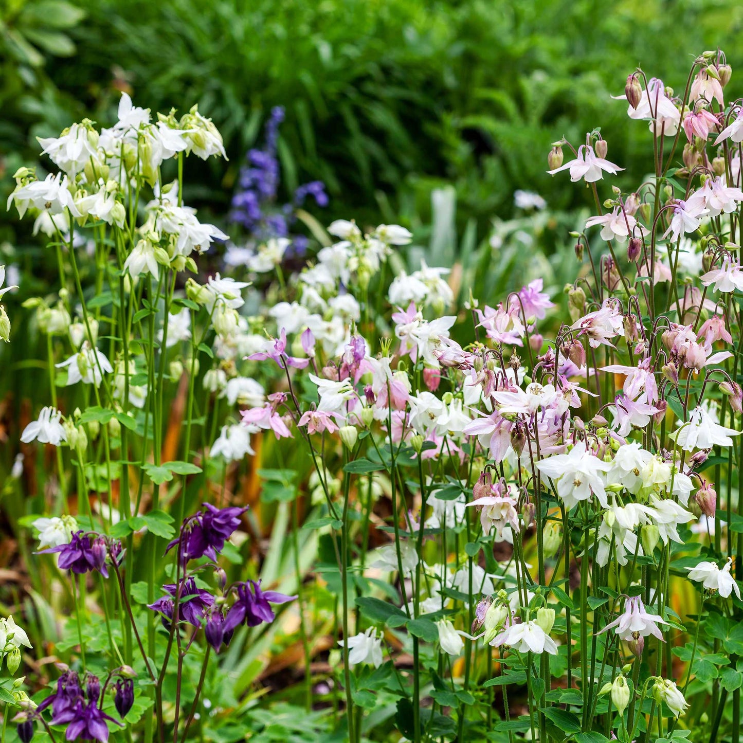 european columbine