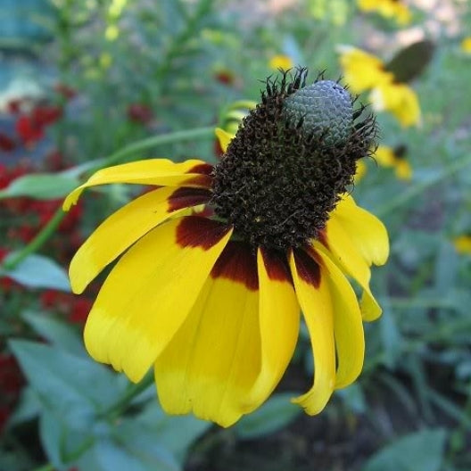 clasping coneflower