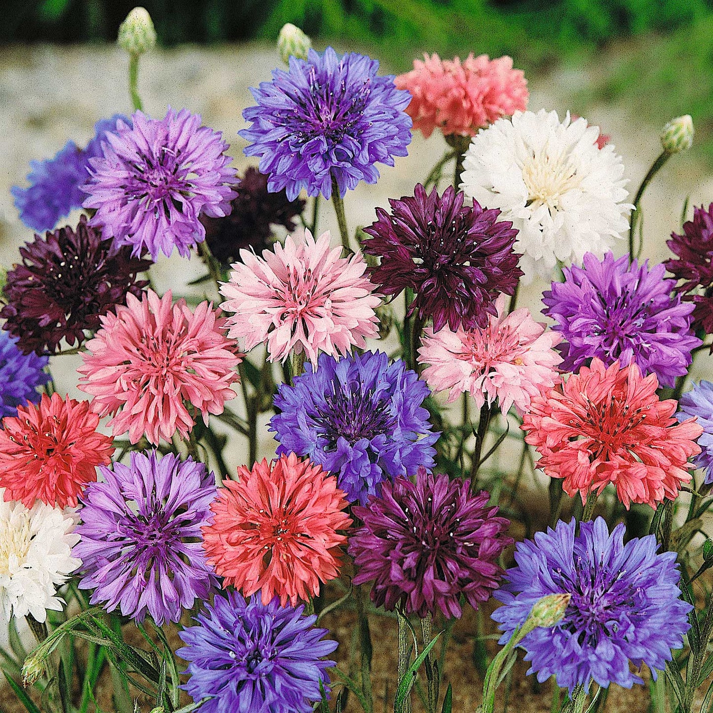 cornflower dwarf mix