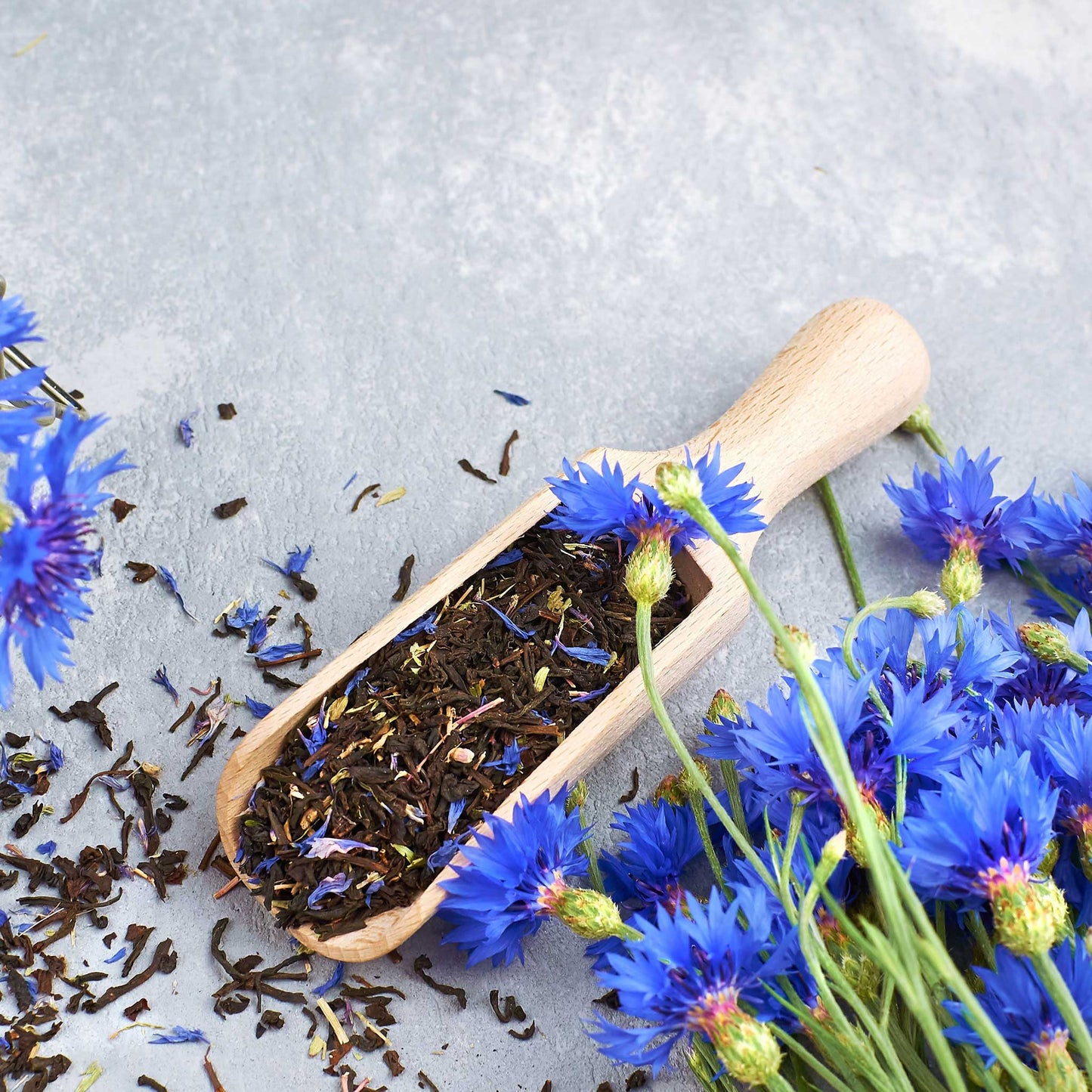early victory cornflower