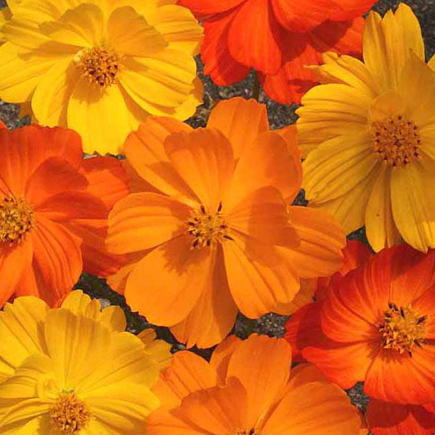 suplphur cosmos