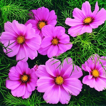 dwarf early rose cosmos