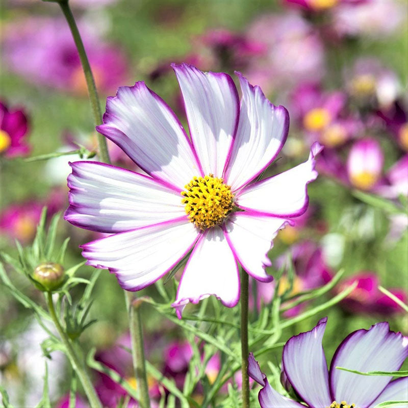 cosmos picotee