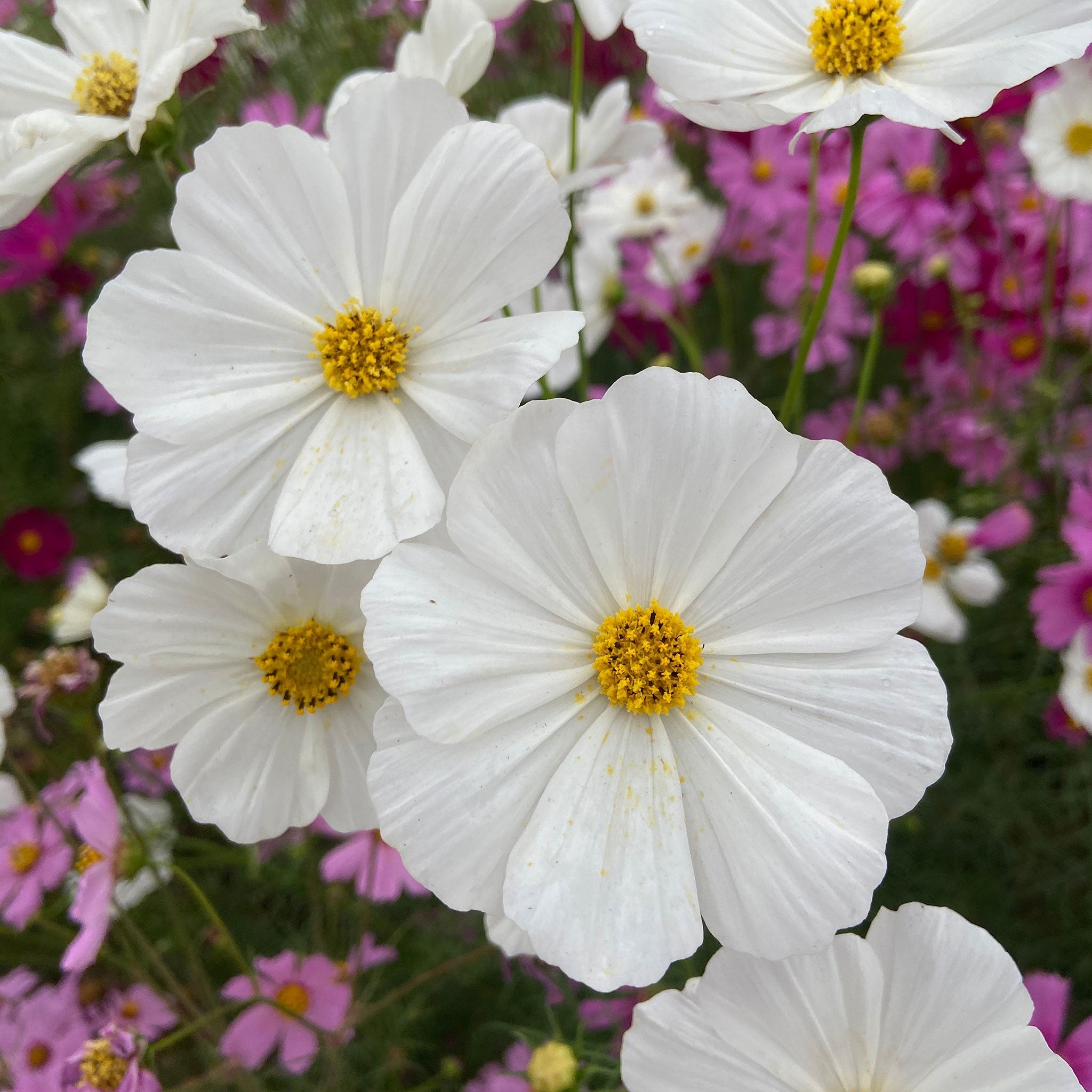 bulk cosmos flower seeds Bulk Cosmos Seeds - Purity