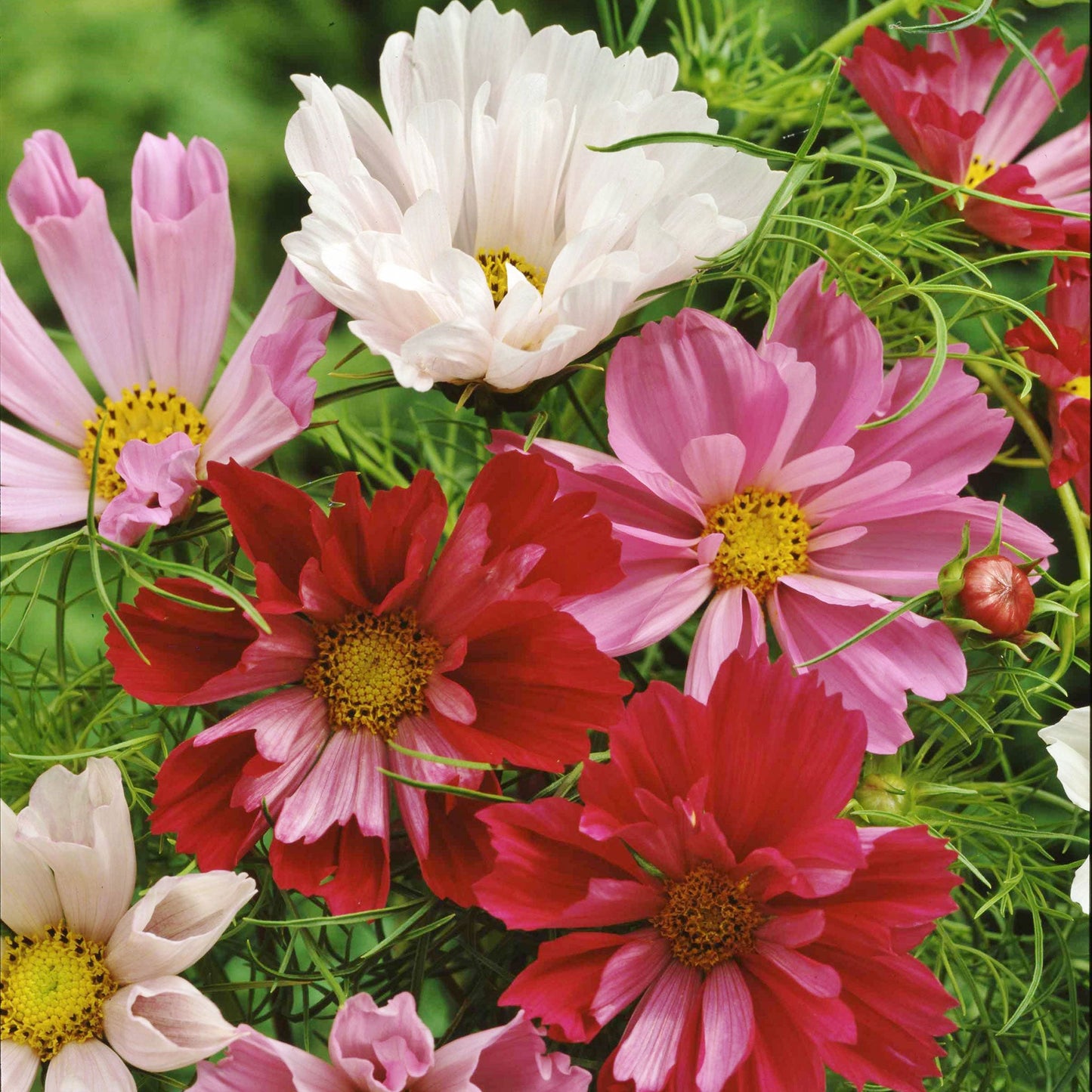cosmos seashells