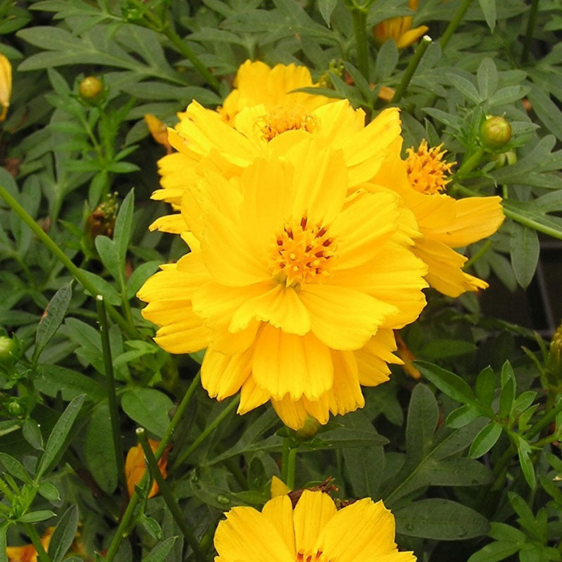 sulphur cosmos yellow