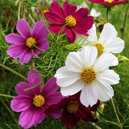 versaille tetra mix