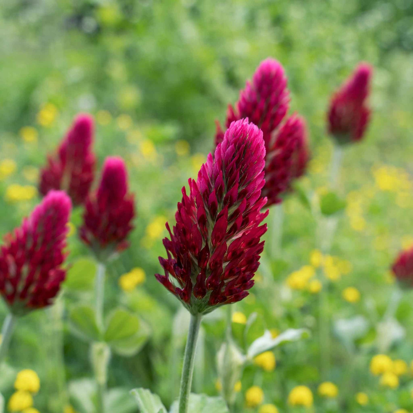 crimson clover