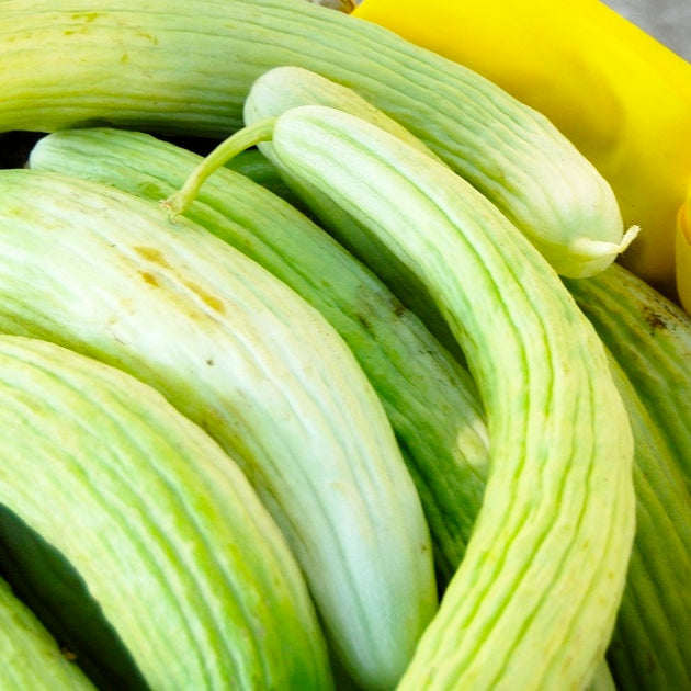 armenian pale green cucumber 