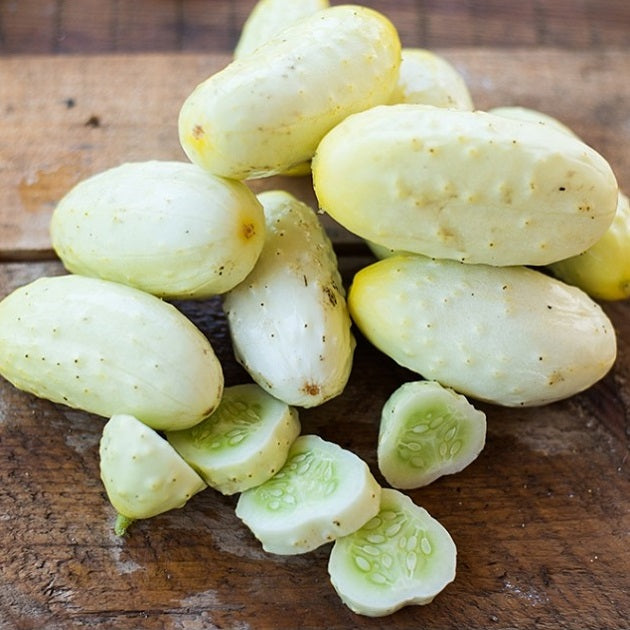 mini white pickle cucumber