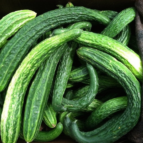 suyo long cucumber