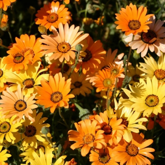 african daisy