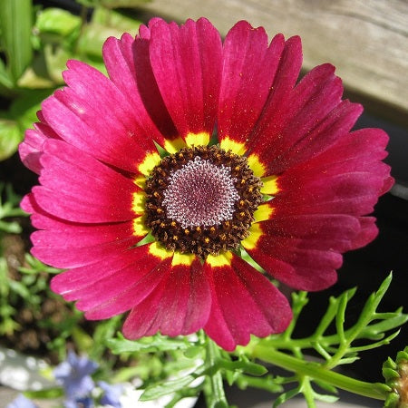 flame painted daisy