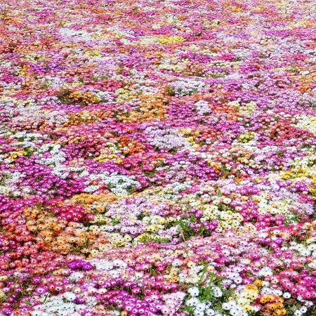 livingstone mix daisy