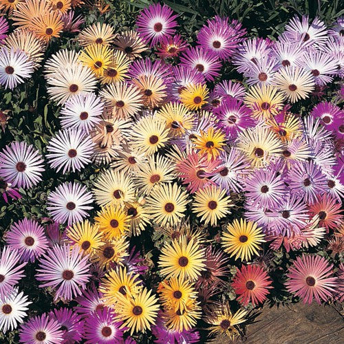 livingstone pastel mix daisy