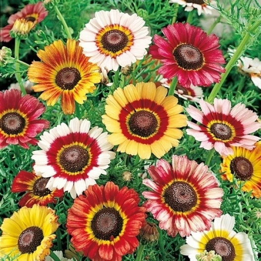painted daisy