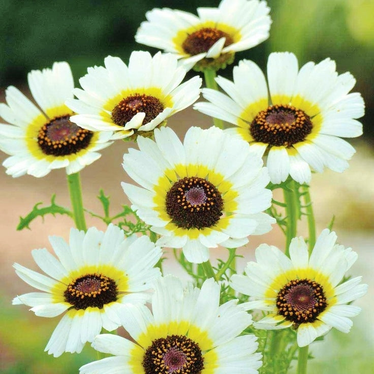 polar star painted daisy
