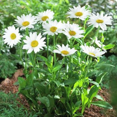 daisy shasta silver princess