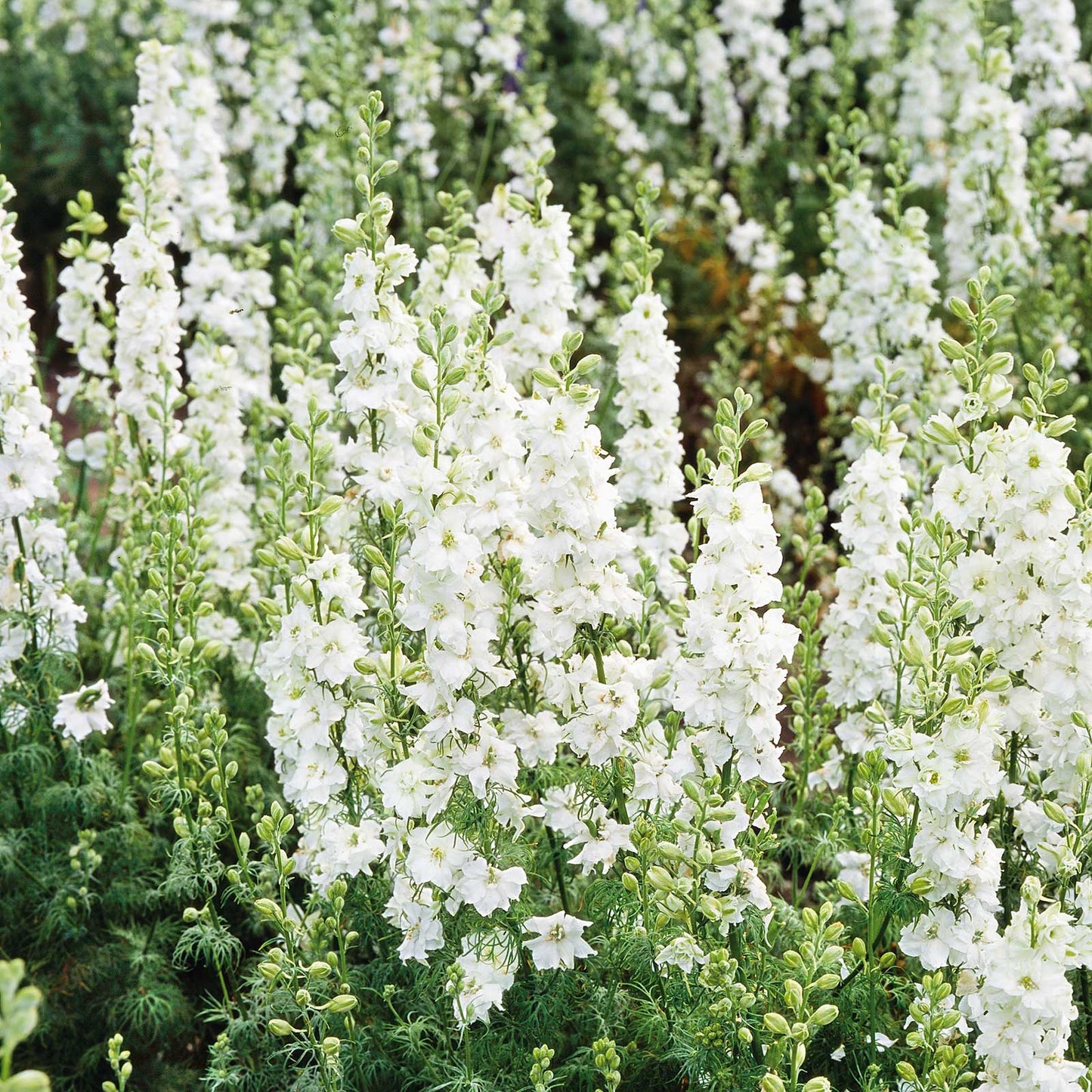 white king delphinium